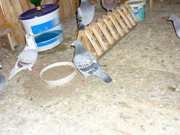 P1030296