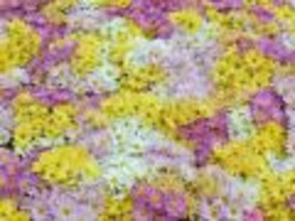 Alege o Floare Desktop Wallpapers Poze cu Flori[1]