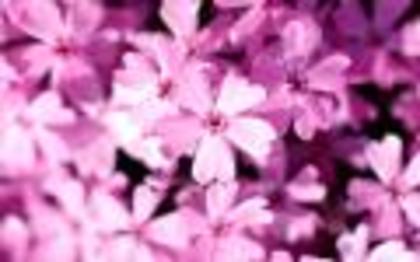 Alege o Floare Flori Desktop Wallpapers Flowers Pictures[1]
