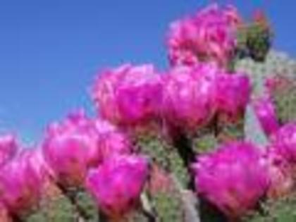 Beavertail Cactus_ Joshua Tree National Park_ California[1] - Poze splendide cu flori