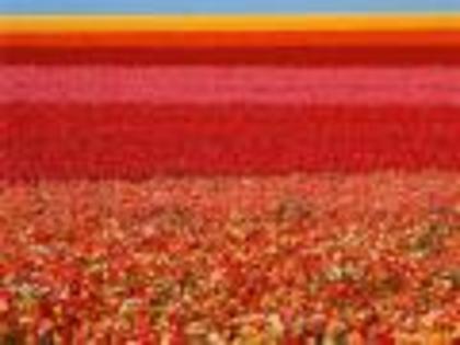 Field of Ranunculus Flori Wallpapers Poze cu Flori[1] - Poze splendide cu flori
