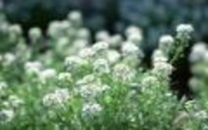 Floarea Iubirii Flori Desktop Wallpapers Flowers Pictures[1] - Poze splendide cu flori