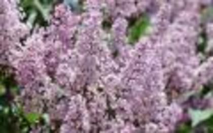 Flori de Liliac Poze Flori Wallpapers Imagini cu Floricele[1]