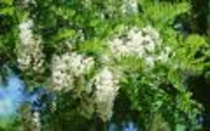 Flori de Primavara Poze Flori Wallpapers Imagini cu Floricele[1]