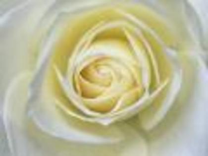 Flori Delicate Flori Desktop Wallpapers Poze cu Flori[1]