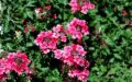 Flori Deosebite Poze Flori Wallpapers Imagini cu Floricele[1]