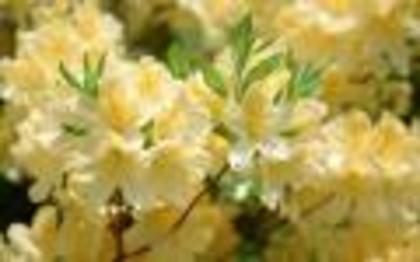 Flori Desktop Wallpapers Flowers Pictures 1440 900 Wide[1]