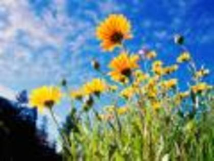 Flori Desktop Wallpapers Poze cu Flori African Daisies[1]
