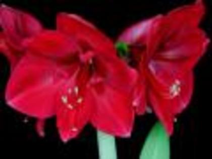 Flori Desktop Wallpapers Poze cu Flori Amaryllis Blossoms[1]