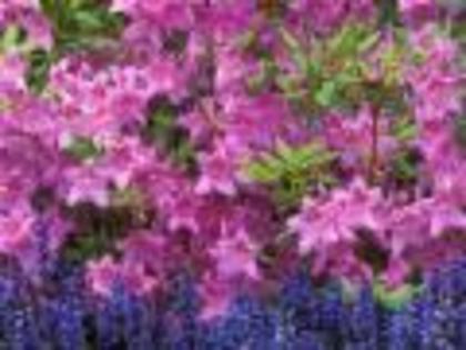 Flori Desktop Wallpapers Poze cu Flori Azalea and Ajuga[1]