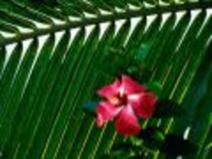Flori Desktop Wallpapers Poze cu Flori Hibiscus[1] - Poze splendide cu flori