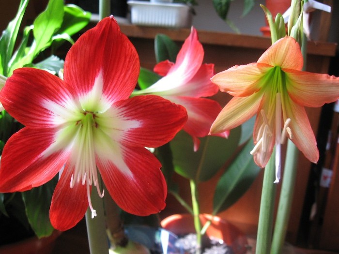 Tres Chic & Veneto - Hippeastrum