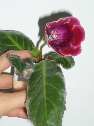 prima mea floricica de gloxinie (Defiance) in 29-30 aprilie 2011