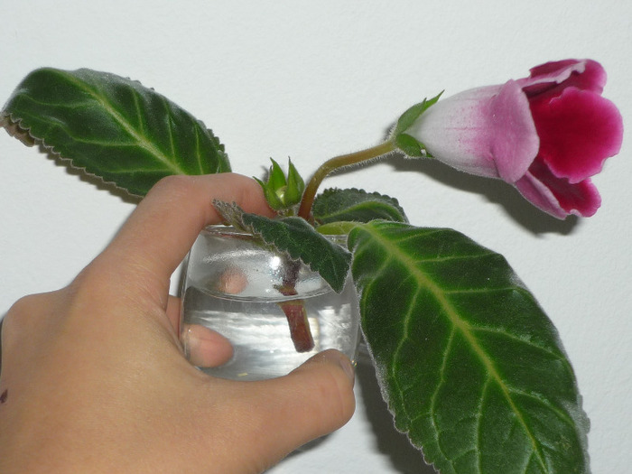 prima mea floricica de gloxinie (Defiance) in 29-30 aprilie 2011