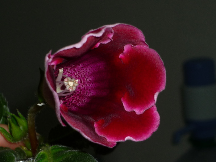 prima mea floricica de gloxinie (Defiance) in 29-30 aprilie 2011