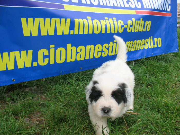 Pui din Mara  - 7 sapt - Vanzare Pui - anul 2011