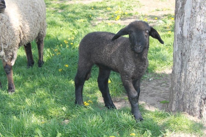  - Oi carabasi - capul negru