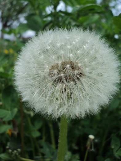 DSC02791 - Gradina noastra