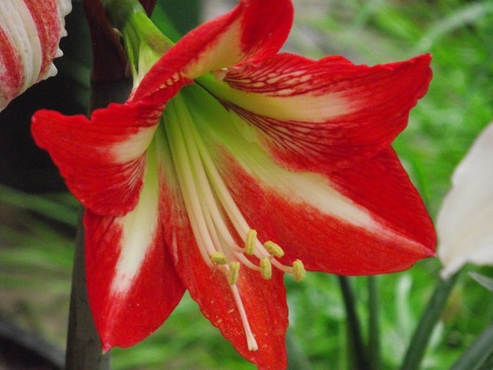 DSCF1461 - HIPPEASTRUM-AMARYLLIS