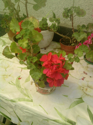 P300411_14.13_[01] - Poze noi