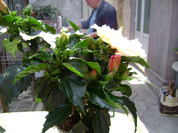 DSC05962 - hibiscus 2011