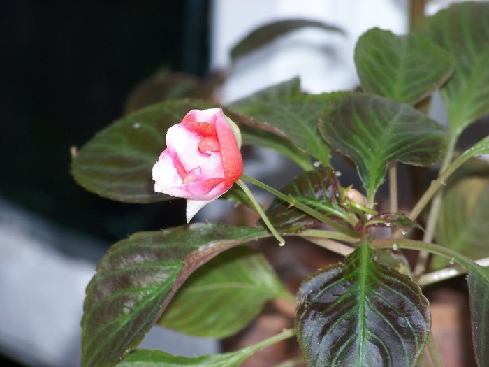 100_3534 - Flori 2011