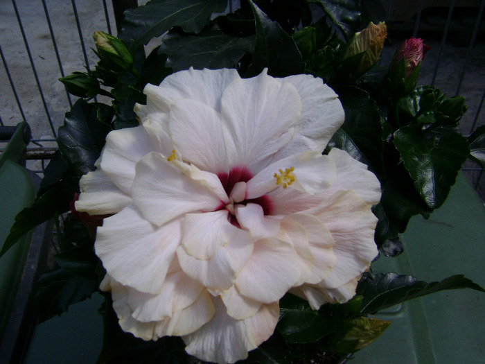 DSC05959 - hibiscus 2011