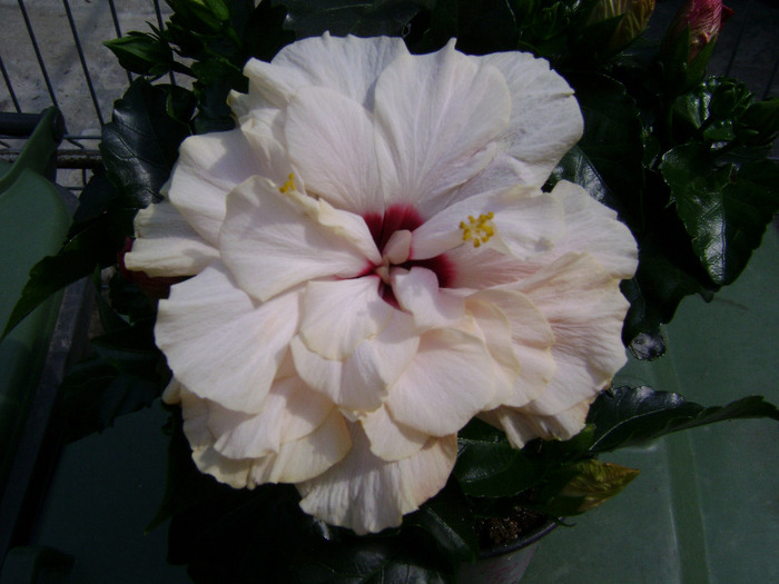 DSC05960 - hibiscus 2011