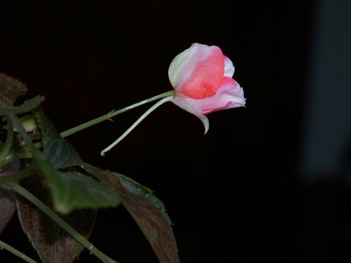 100_3556 - Flori 2011