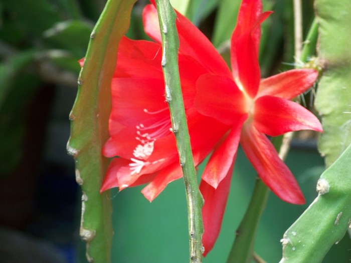 100_3683 - Flori 2011