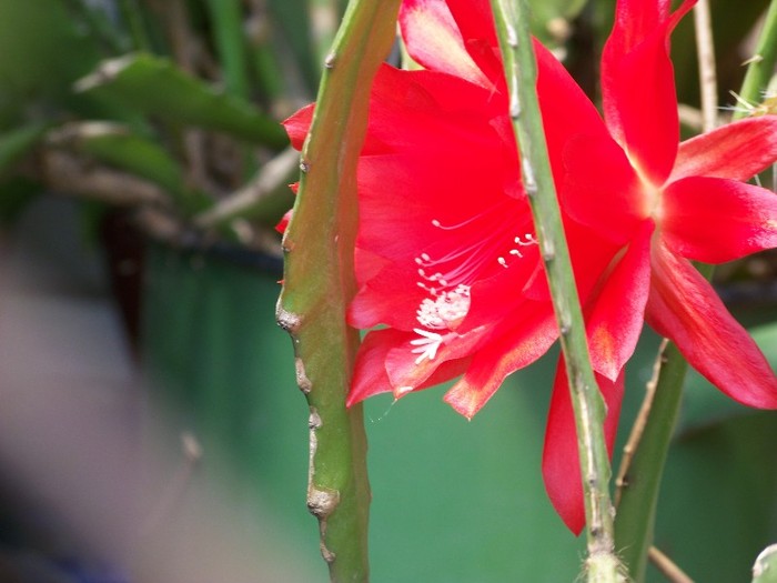 100_3684 - Flori 2011