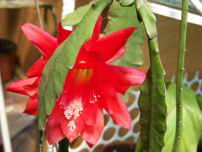100_3687 - Flori 2011