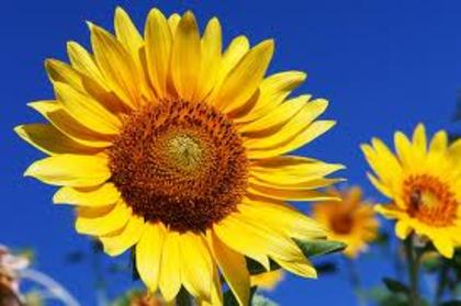 floarea soarelui - zodiacul floral