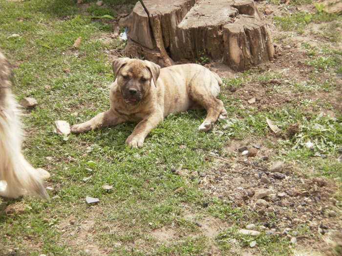 P4260232 - 17 arad pui dogo canario