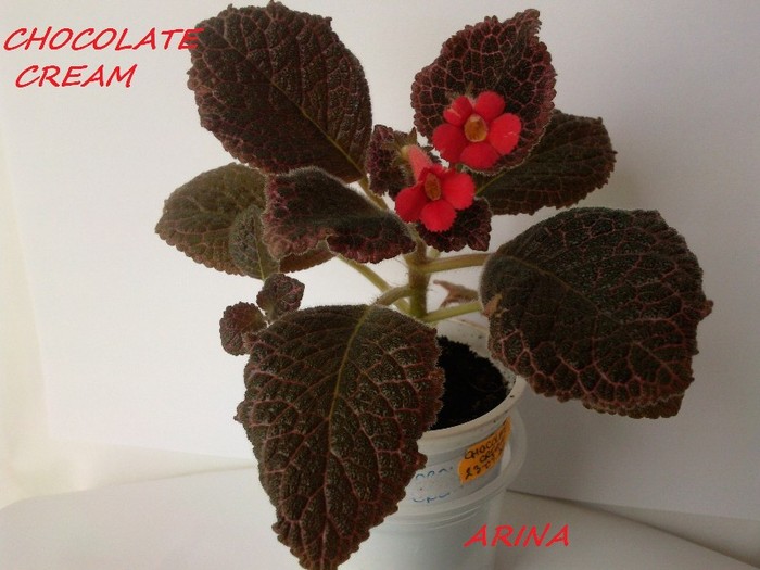 Photo5194 - EPISCIA