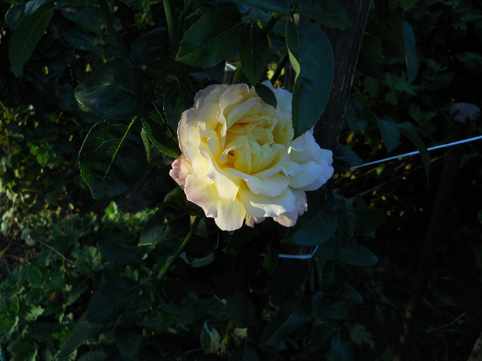 069 - Trandafirii mei