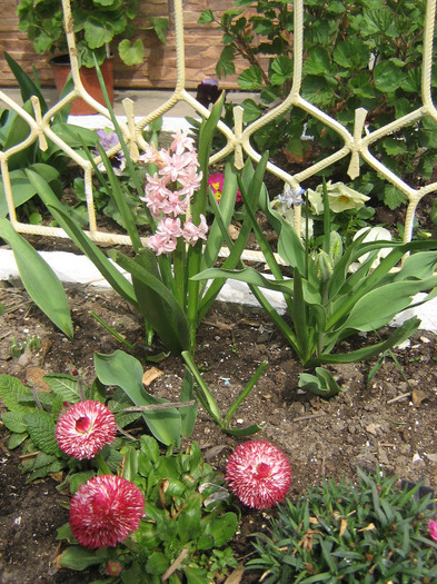 aprilie 096 - Flori de primavara 2011