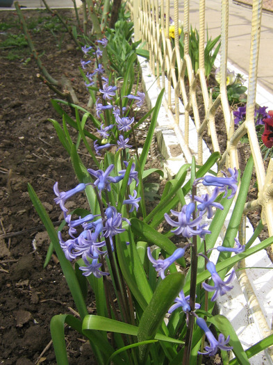 aprilie 100 - Flori de primavara 2011