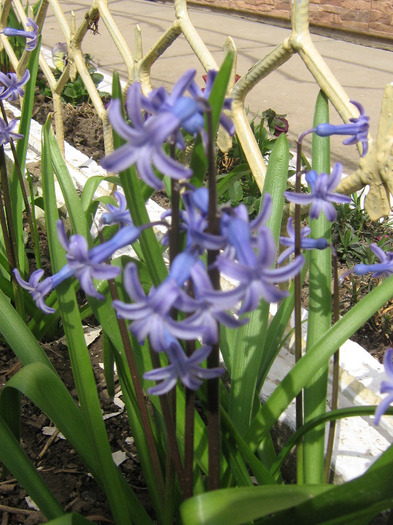 aprilie 101 - Flori de primavara 2011