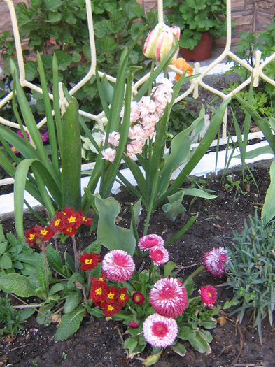 aprilie 127 - Flori de primavara 2011