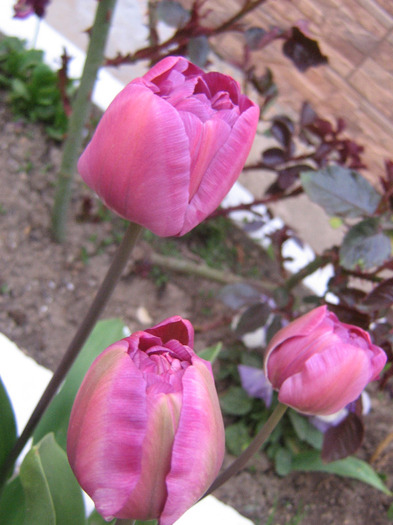 aprilie 169 - Flori de primavara 2011