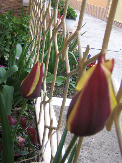 aprilie 175 - Flori de primavara 2011
