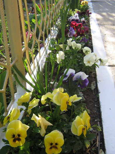 aprilie 132 - Flori de primavara 2011