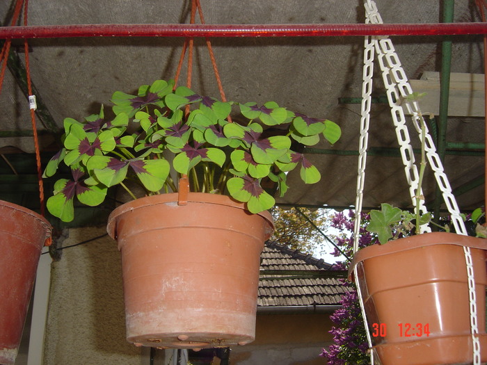 OXALIS - 2011-2012 MUSCATE