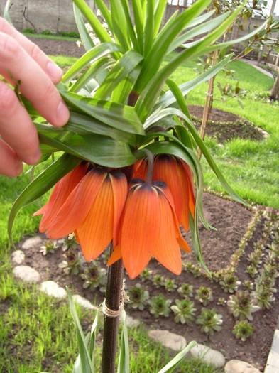 Fritillaria Imperialis Aurora; Laleaua imperiala portocalie
