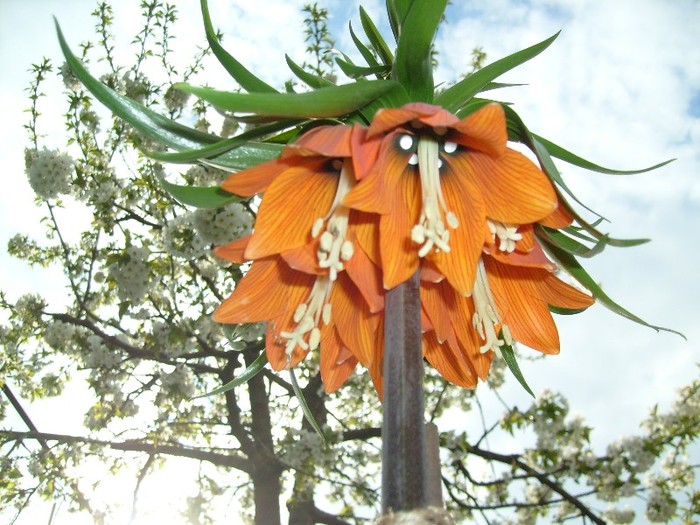Fritillaria Imperialis Aurora; Laleaua Imperiala portocalie

