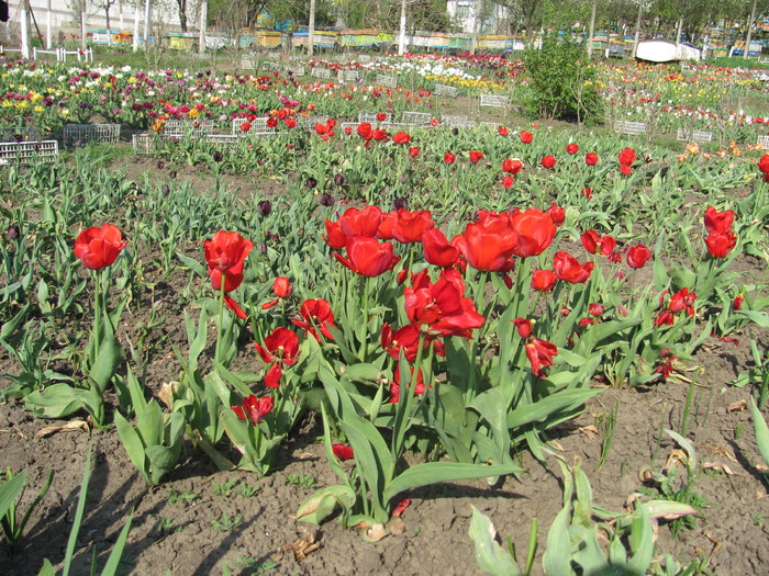 30 apr 2011 016 - Vaslui 2011