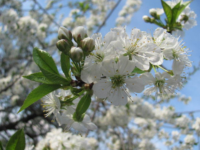 30 apr 2011 039 - Vaslui 2011