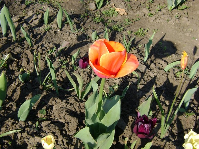 DSC00855 - Gradina lui Vio -  Dobroslovesti-Vaslui