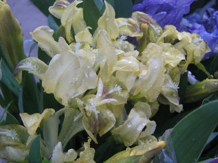 aprilie 179 - Flori de primavara 2011